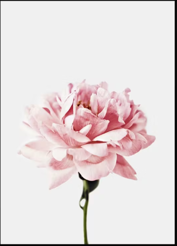 Poster ‘Delicate Rose' 